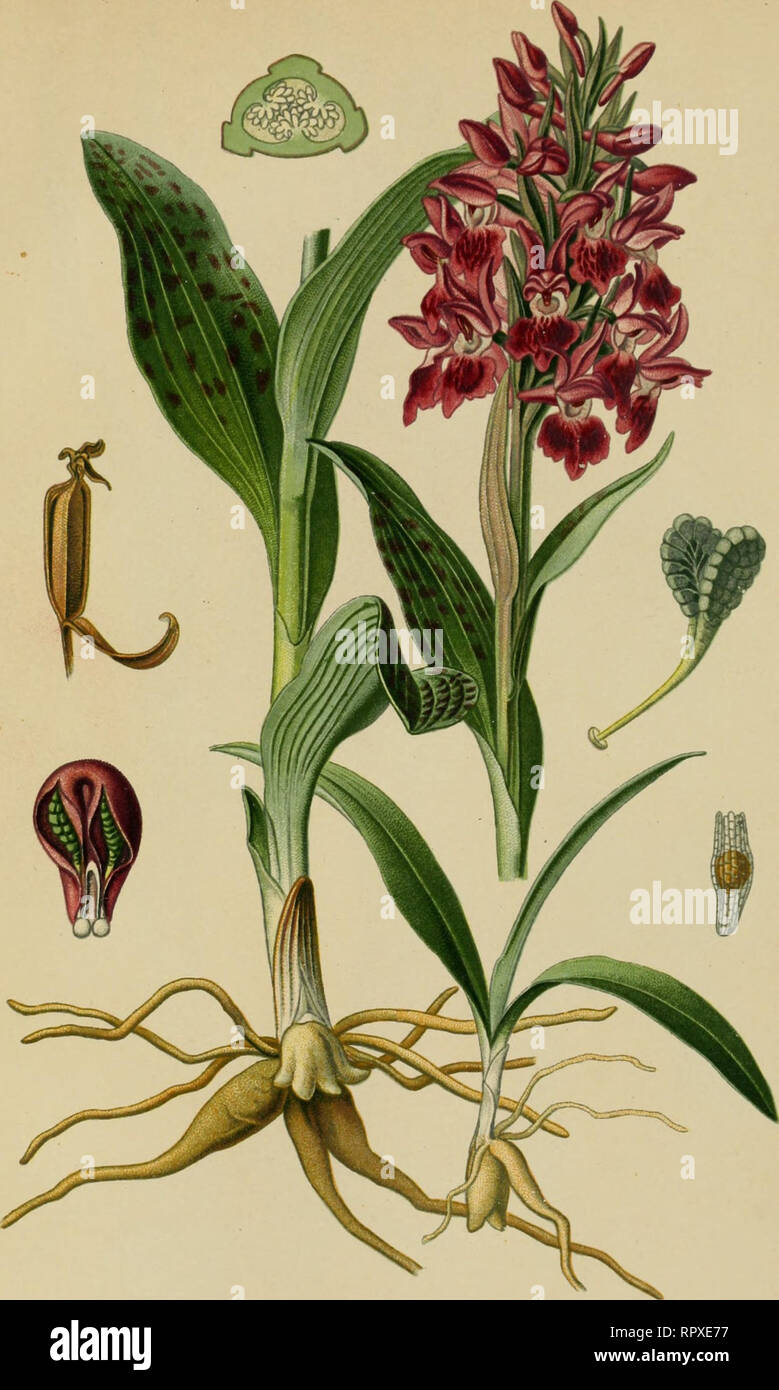 . Album des orchidées de l'Europe centrale et septentrionale. PI. xu. Orchis latifolia, L. Orchis à larges feuilles. Broud leas-cd Orchis. Bieithlattriges Knahenkraiit. Marécages el toiirb&lt;'s dans loule l'Eui-opc. Miii-juiu.. Please note that these images are extracted from scanned page images that may have been digitally enhanced for readability - coloration and appearance of these illustrations may not perfectly resemble the original work.. Correvon, Henry, 1854-1939. Genève, Librairie Georg Stock Photo
