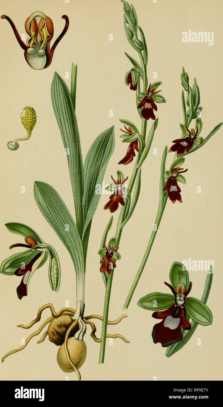 . Album des orchidées de l'Europe centrale et septentrionale. PL XXXVI. Orcltls mouche. Ophrys muscifera, Huds. F/lege/itragcndc lidgwitvz. FI Y Orchis. Europe ccalf.ile et inéi'idiouale, de l'AiiglelciTC à l'Orieiil. sur les collines sèches ol calcaires. Mai-juin.. Please note that these images are extracted from scanned page images that may have been digitally enhanced for readability - coloration and appearance of these illustrations may not perfectly resemble the original work.. Correvon, Henry, 1854-1939. Genève, Librairie Georg Stock Photo
