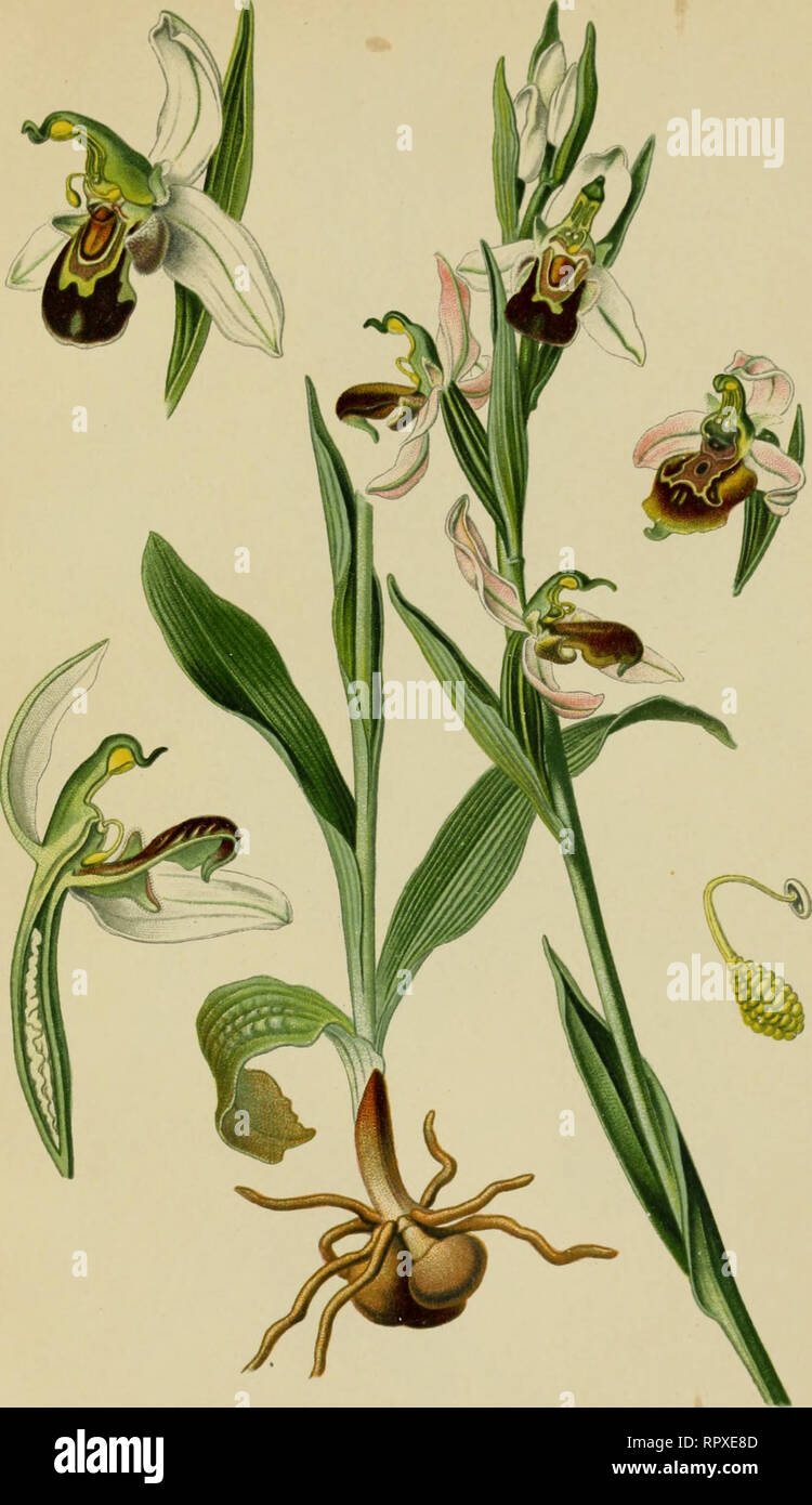 . Album des orchidées de l'Europe centrale et septentrionale. PI. XXXIII. Ophrys abeille. Ophrys apifera, Huds. Bienentrnçrendc Ra^wurz. Bee Orcliis. Europe cenlrale, mùrirlioiiale et orientale, dans les pentes sèches et gazonuéc Mai-juillet.. Please note that these images are extracted from scanned page images that may have been digitally enhanced for readability - coloration and appearance of these illustrations may not perfectly resemble the original work.. Correvon, Henry, 1854-1939. Genève, Librairie Georg Stock Photo