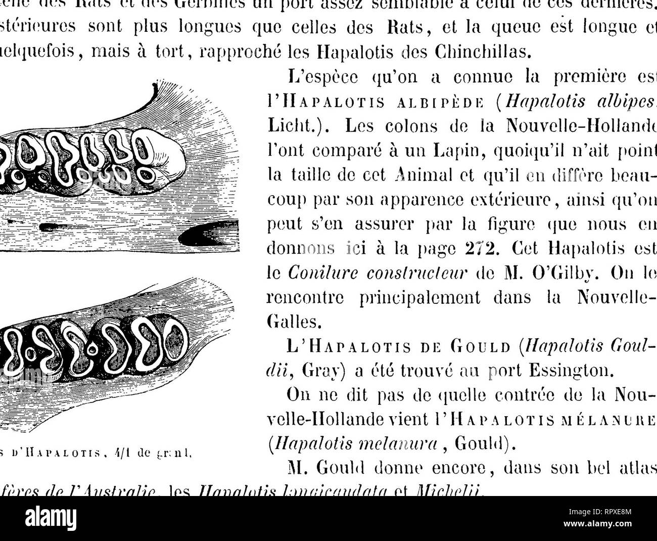 . Histoire naturelle des mammifères, avec l'indication de leurs moeurs, et de leurs rapports avec les arts, le commerce et l'agriculture;. Mammals. 414 ORDRE DES RONGEURS.. 11  l&gt; R 0 M Y S A Y T. N T I !.' B L   C , I /'&quot;) CV £ IV. 11(1. mais celui du premier est orangé en dessous et celui du second est blanc. M. O'Cilby a ajouté comme troisième espèce THydromys a ykntiîk fauve (llydromys fulcogaslcr) , delà rivière des Cygnes; toutefois, M. Cray est d'avis que cette prétendue espèce et les deux précé- dentes ne constituent que de simples variétés. FIN DE l/OUDUli DUS LION (i Kl U Stock Photo