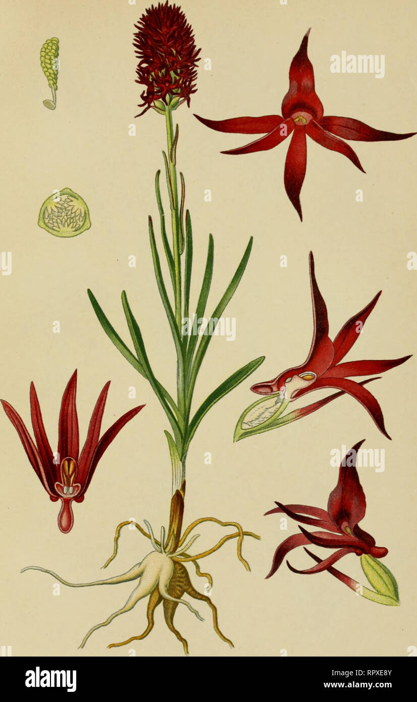 . Album des orchidées de l'Europe centrale et septentrionale. PI. XXXI. Nigritella aiigustifolia, Rich. Vrchis vanillé. Vanille Oixhis. Vanillen Blume. Kégions alpines et alpestres de l'Europe, des Pyrénées à la Scandinavie. Mai-juillet.. Please note that these images are extracted from scanned page images that may have been digitally enhanced for readability - coloration and appearance of these illustrations may not perfectly resemble the original work.. Correvon, Henry, 1854-1939. Genève, Librairie Georg Stock Photo