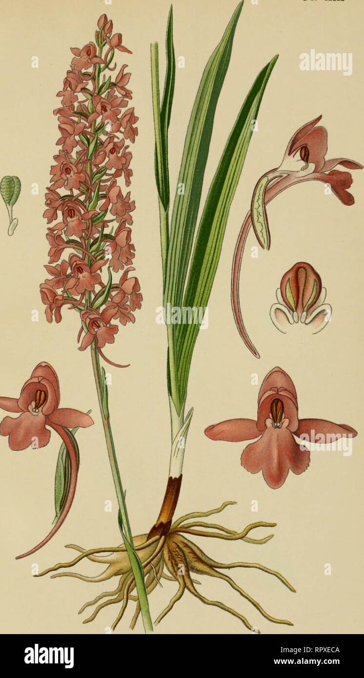 . Album des orchidées de l'Europe centrale et septentrionale. PI. XIX. Gymnadenia conopea, R. Br. Gyvinadène à long éperon. Fragrant Orcliis. Miicken-Hùsivurz. Uégions boisées ou niontagncusos do loiite l'Europe, dans les sols lourds et humides. Juin-aoùl.. Please note that these images are extracted from scanned page images that may have been digitally enhanced for readability - coloration and appearance of these illustrations may not perfectly resemble the original work.. Correvon, Henry, 1854-1939. Genève, Librairie Georg Stock Photo