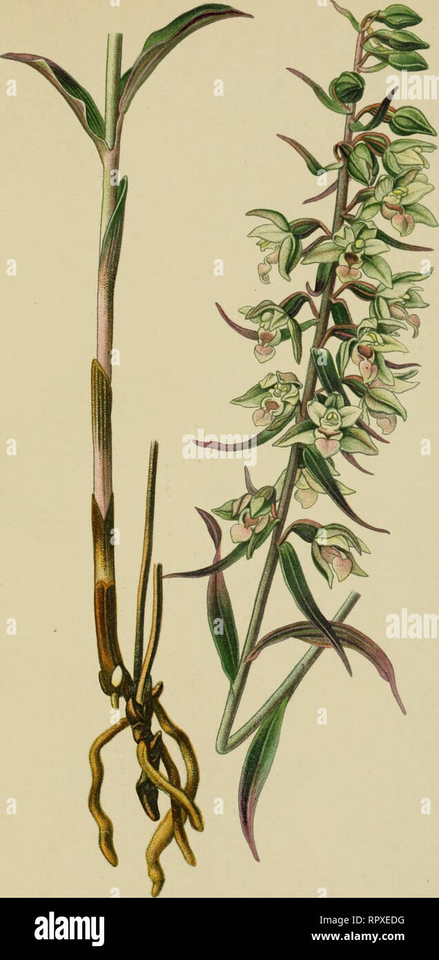 . Album des orchidées de l'Europe centrale et septentrionale. PI. XV. Epipactis sessilifolia, Peterm. Epipactis à feuilles sessiles. Stemlesslecn'ed Epipactis. Violetlcr Diiigel. Europe ccMilralo dans les bois humides. Très disséminé. Juillet-septembre.. Please note that these images are extracted from scanned page images that may have been digitally enhanced for readability - coloration and appearance of these illustrations may not perfectly resemble the original work.. Correvon, Henry, 1854-1939. Genève, Librairie Georg Stock Photo