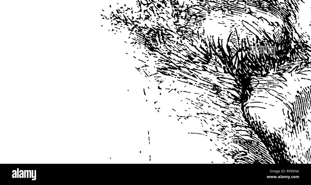 Mexicada, image size:1300x775