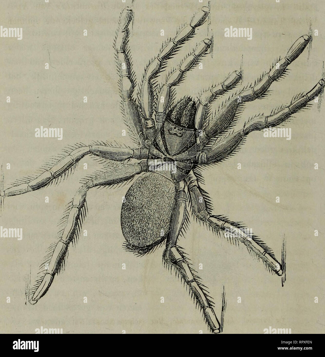 Mygale Avicularia High Resolution Stock Photography And Images Alamy