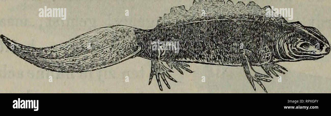 . Album der Natuur. . Fig. 7- Ontwikkeling v&lt;m den Kikvorsch. beginnen zich allengs hunne pooten te ontwikkelen (zie 6, c), en zoodra deze groot genoeg zijn , om door hunne bewegingen het ligchaam voort te stuwen, begint de nu nutteloos geworden staart in te krimpen (d) en verdwijnt spoedig geheel {e). Bij andere kruipende dieren daarente- gen, b. V. de watersalamanders (zie Pig 8), die slechts korte pooten bezitten, waarmede zij wel loopen maar niet zwemmen kunnen , blijft de staart gedurende hun geheele leven bestaan. Fig. 8. Watersalan.ander. {Triion cristatus.) Eenen dereelüken ZÜ- deli Stock Photo