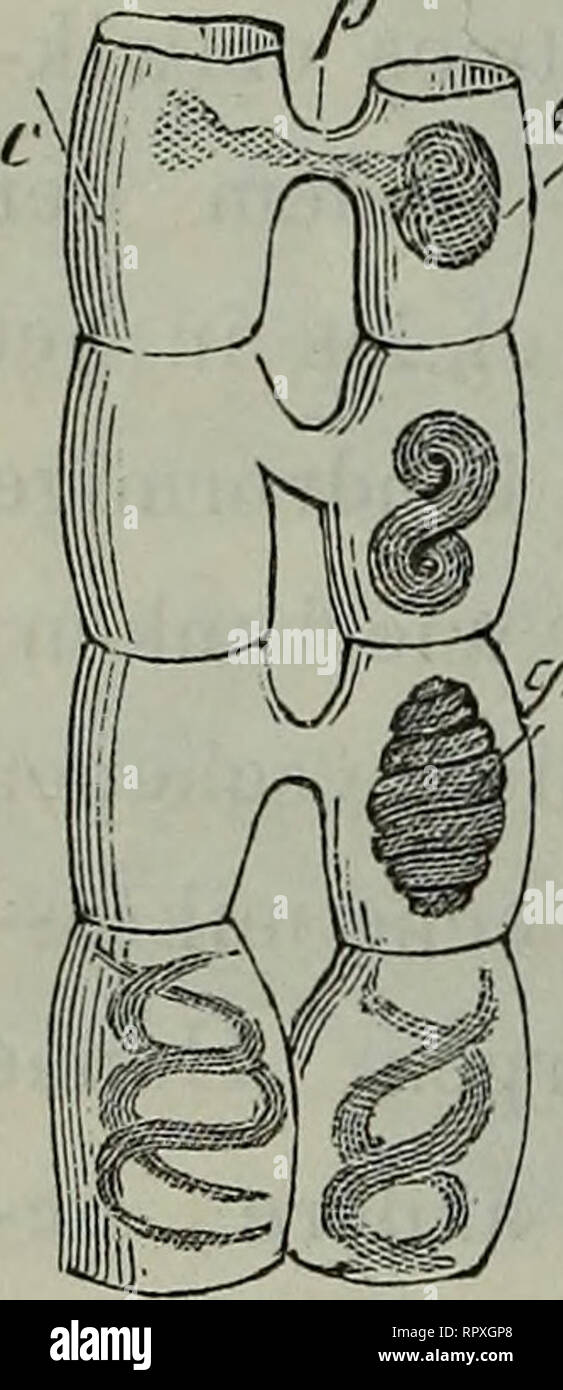 Album Der Natuur 74 De Kryptogamen In Afzonderlijke Vrachtjes Zie Fig It Ontwikkelen En Wier Te