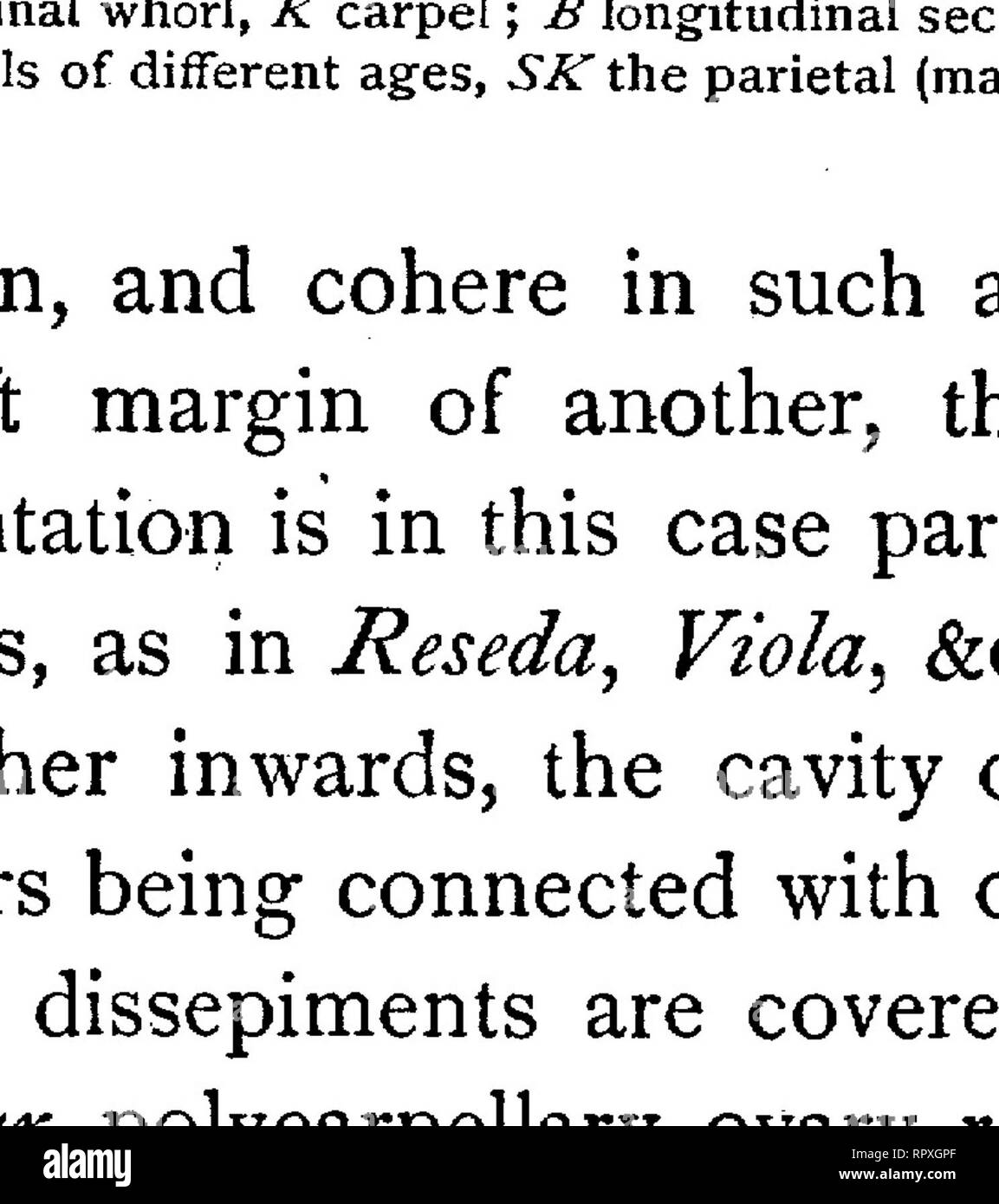 Text Book Of Botany Morphological And Physiological Botany Fig 386 Gyn Eceum Of Saxifraga Cordifolia A Longitudinal Section G Style N Stigma B Horizontal Section At Different Heights P Placenta Spurious Dissepiments May Arise