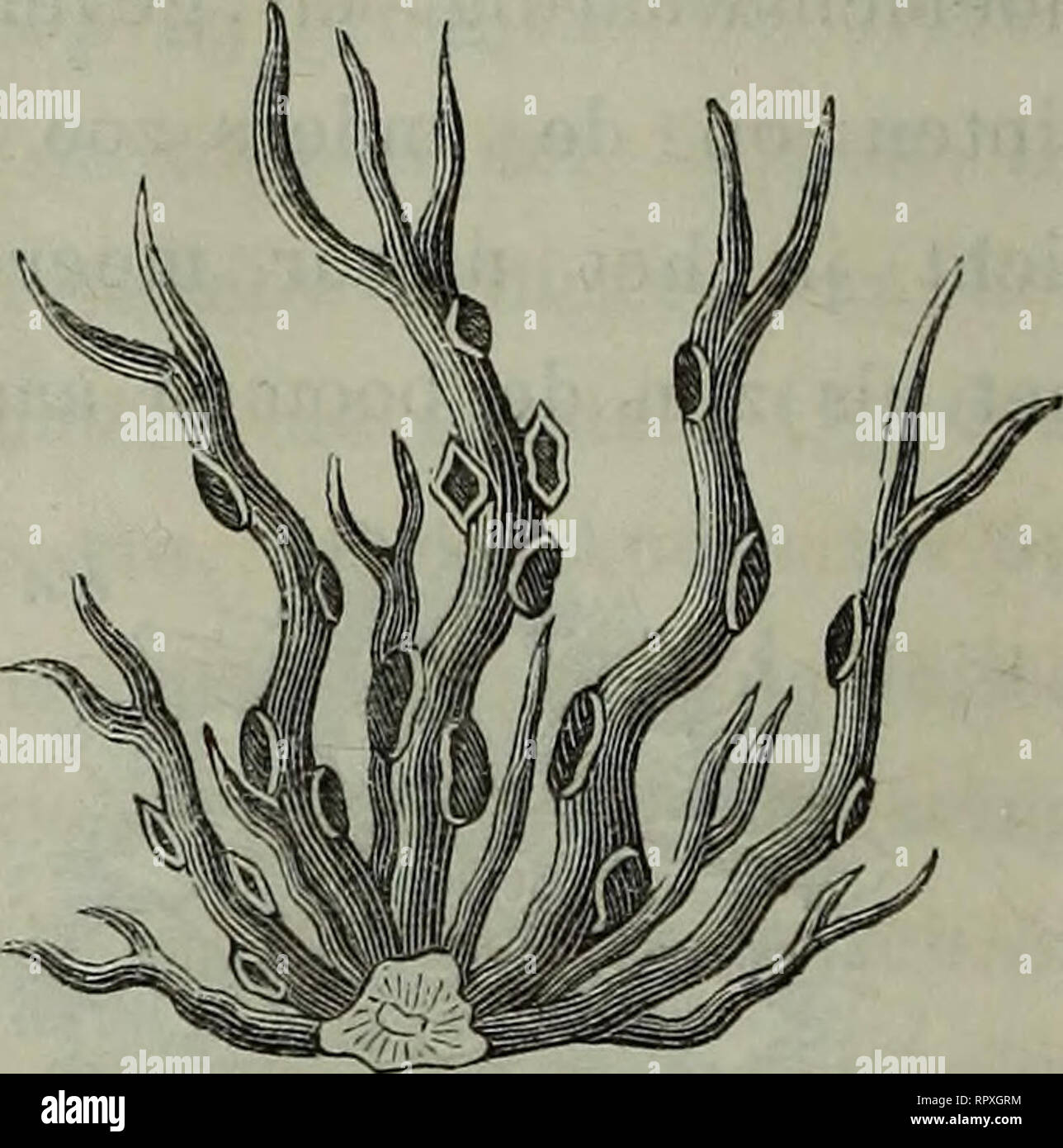 Peltigera canina hi-res stock photography and images - Alamy, image size:1288x1390