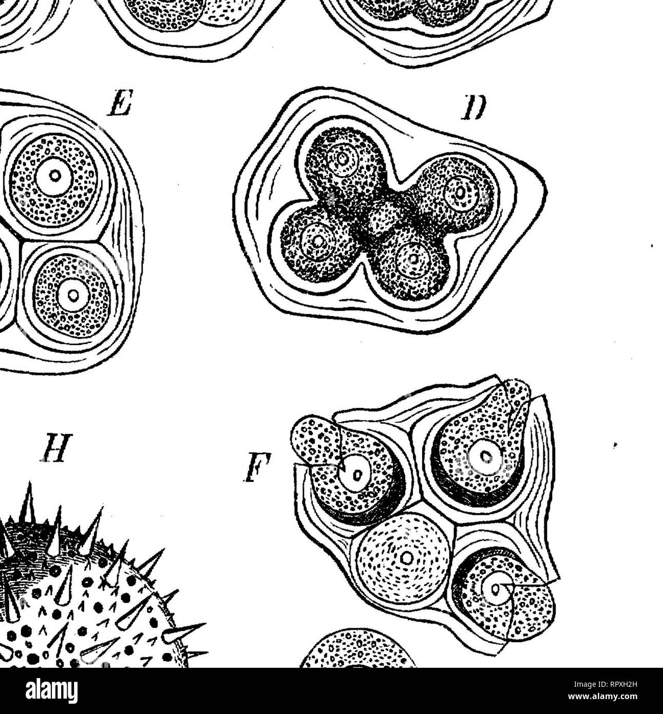 . Text-book of botany, morphological and physiological. Botany. 554 PHANEROGAMS. the young pollen-cells become free, separate, and float in the granular fluid which fills up the cavity of the anther; and within this they now attain their definite development and size. The fluid being thus used up, tlje mature pollen-grains finally fill up the cavity of the anther in the form of a powdery mass. [The ripe pollen-grain of Angiosperms has been found in many cases to contain two nuclei1. It appears that when the pollen-grains have become isolated from each other, the nucleus of the grain undergoes  Stock Photo