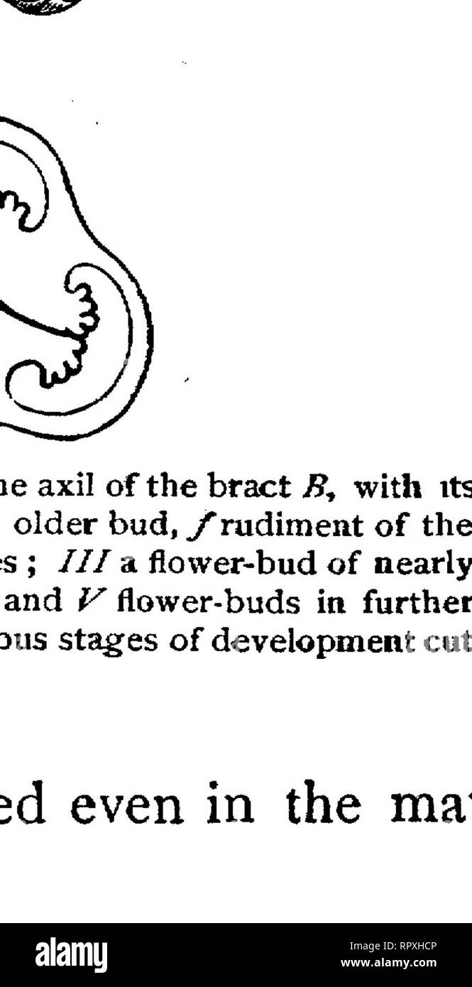 . Text-book of botany, morphological and physiological. Botany. FIG. -g&gt;9.—Alth&lt;za rosea; A horizontal section through the young andreecium ; B a piece of the tube of a mature androecium with several stamens; h cavity of the tube, v substance of the tube, a anthers, t the spot where the filament divides, /&quot;the spot where two filaments spring from the tube {A much more strongly magnified than B). each bear right and left a simple row of filaments as laciniae or branches1. In the Lime, where the five primordial stamens also branch at the margins, and form anthers on their branches, th Stock Photo