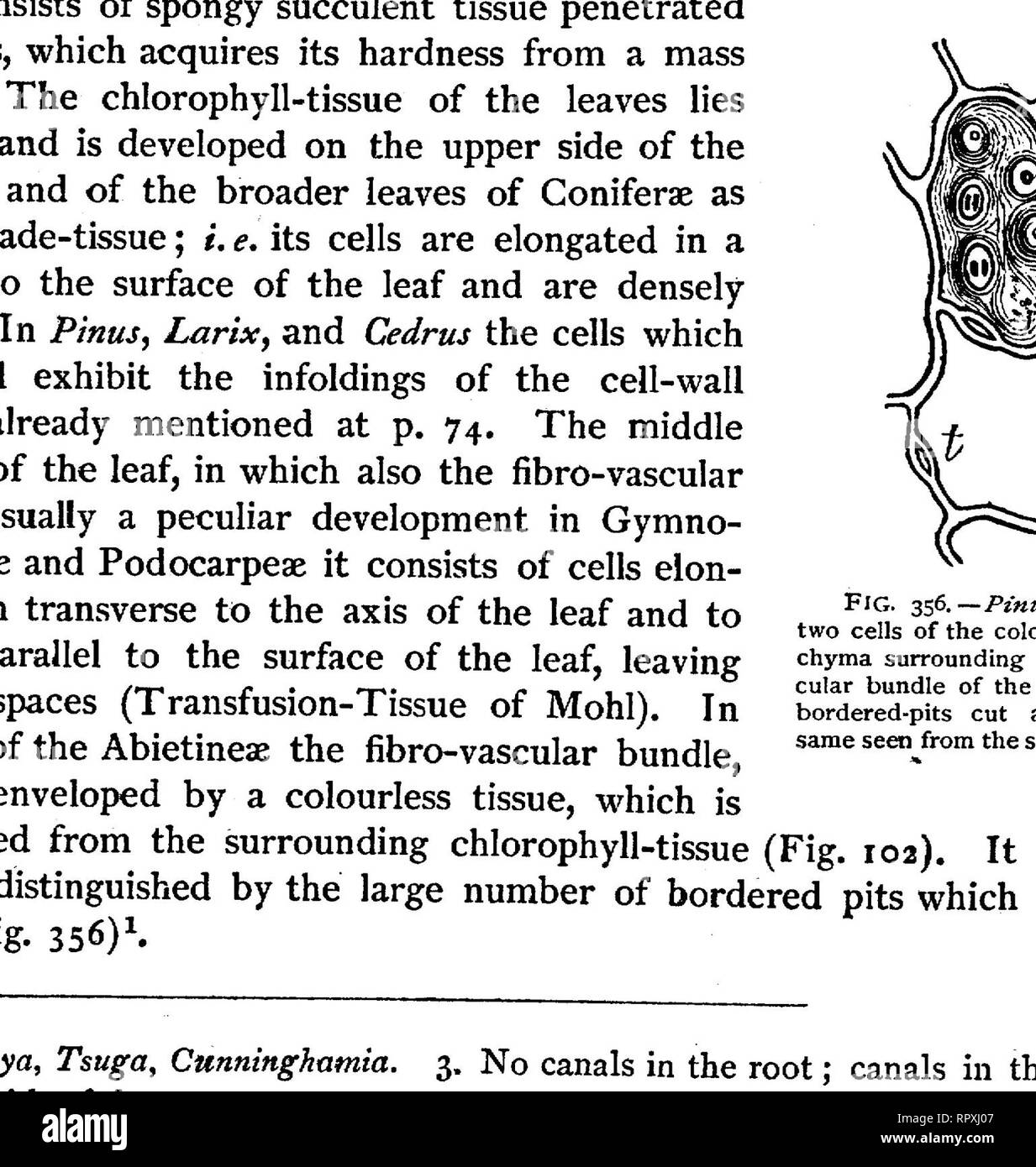 . Text-book of botany, morphological and physiological. Botany. 534 PHANEROGAMS. ANGIOSPERMS1. Monocotyledons and Dicotyledons are distinguished from Gymnosperms by the following characters :—their ovules are formed within a receptacle, the Ovary ; the endosperm originates in the embryo-sac only after fertilisation,—characteristics, the importance of which has already been shown in the general introduction to Phanerogams. Concurrently with these distinctions there are however a number of other peculiarities in these plants taken as a whole which distinguish them from. FIG. 3$].—Akebia guinata; Stock Photo