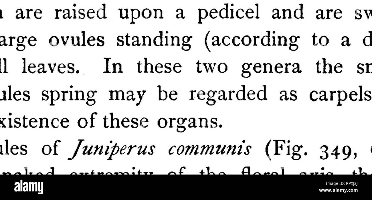 . Text-book of botany, morphological and physiological. Botany. CONIFERS. 517 or at a greater height. In Sabina and Callitris quadrivalvis (Fig. 352) only two decussate pairs of carpels separate like a star at the time of flowering; in Sabina the ovules stand in pairs in the axils of the two lower carpels, right and left of their median line, some of them being frequently abortive; in Callitris quadri* valvis a pair occurs on each of the lower carpels and a pair higher up; but this position can only be explained by further investigation of the history of their development. In Thuja and Cupress Stock Photo