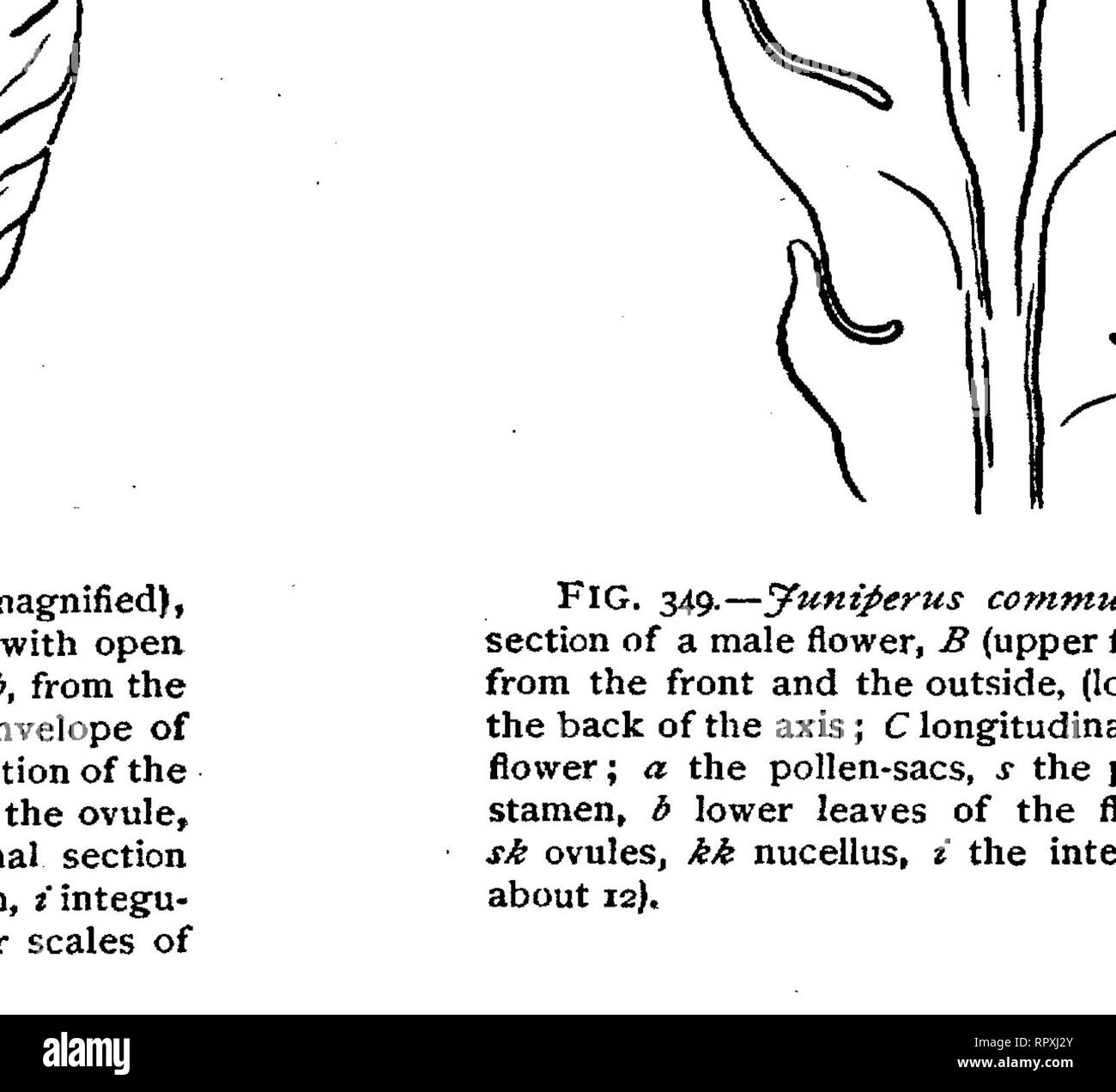 . Text-book of botany, morphological and physiological. Botany. FIG. 350.—Abies pectinatct; A a male flower, b the delicate bud-scales forming- a perianth, a the stamens ; B a pollen-grain (after Schacht), e its extine, forming the two large vesicular protrusions bl. in the centre is a group of sporogenous cells surrounded by a layer of flattened tabular cells, the tapetum, and externally is the wall of the sporangium. From* Goebel's1 researches it appears that the archesporium, in Biota orientalis at any rate, is a hypodermal cell, the terminal cell of one of the axial rows of cells of. Fig.  Stock Photo
