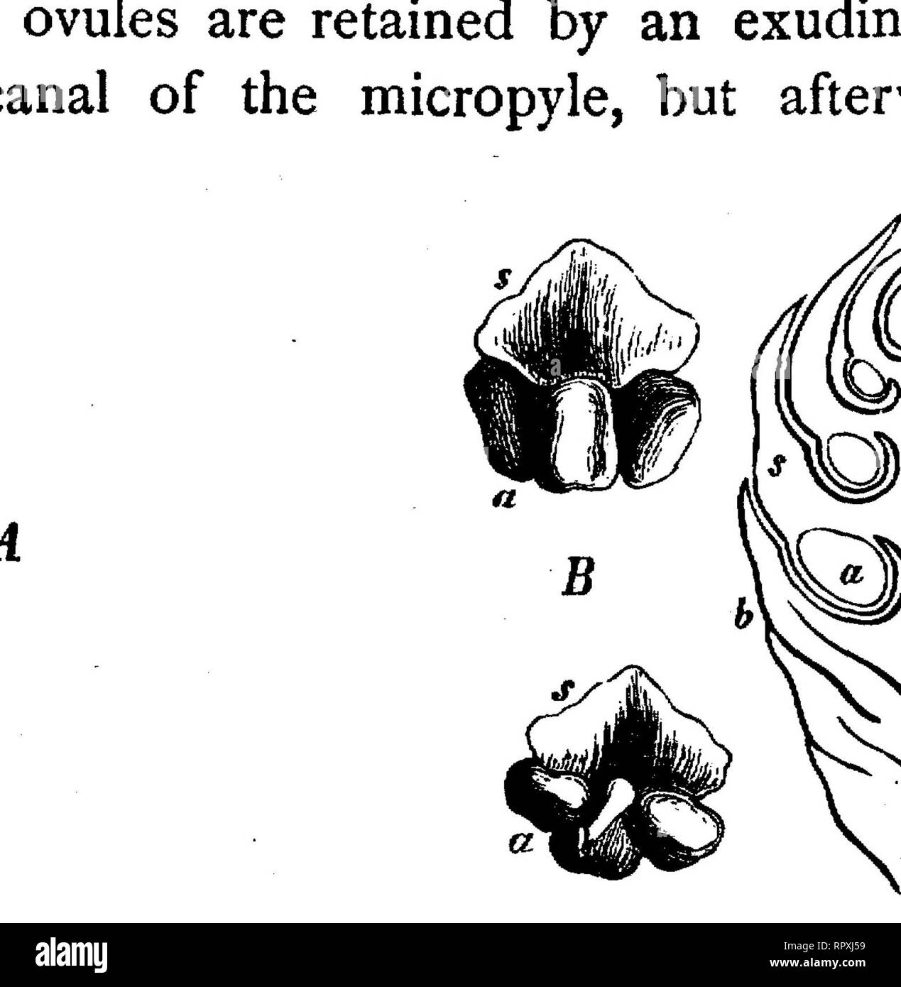 . Text-book of botany, morphological and physiological. Botany. 5H PHANEROGAMS. carpeae their capacity for transport is increased by the vesicular hollow protrusions of the extine, as represented in Fig. 351, IV, V, bl. [The pollen-sacs (microspo- rangia) of the Coniferse resemble the sporangia of the Vascular Cryptogams in the mode of their development. A section through the pollen-sac of one of the Cupressinese, for example, shows that it resembles a sporangium of Lycopodium :. FIG. 350.—Abies pectinatct; A a male flower, b the delicate bud-scales forming- a perianth, a the stamens ; B a pol Stock Photo