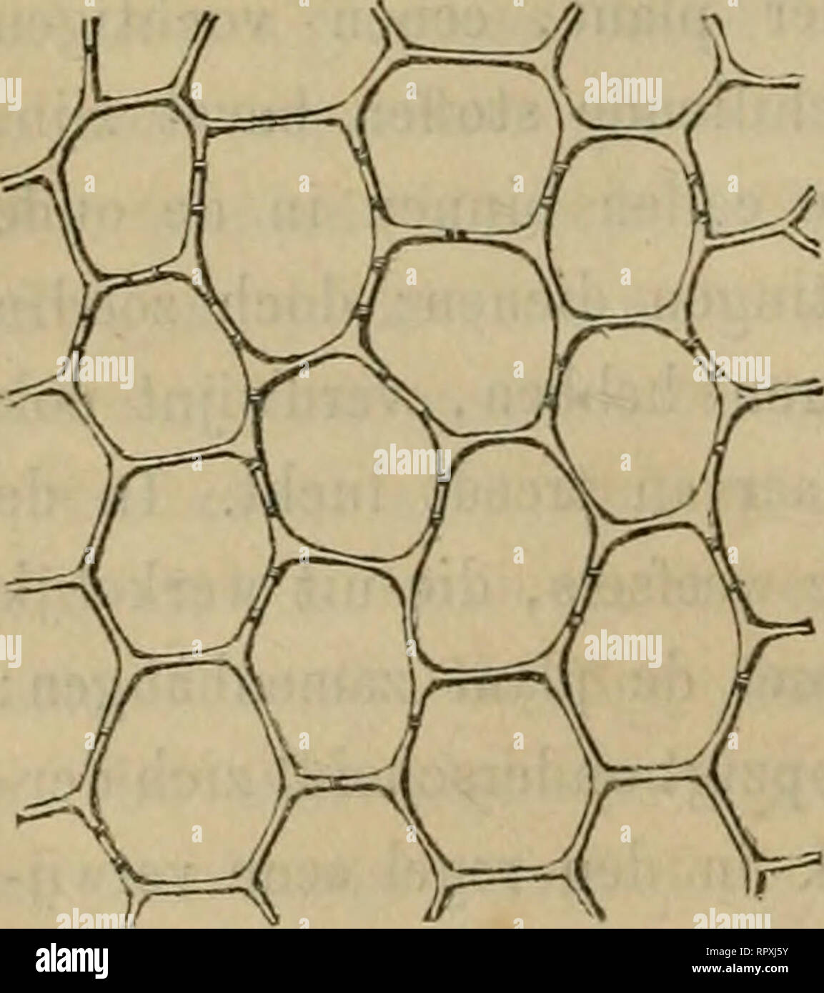 Dood stam hi-res stock photography and images - Alamy, image size:1153x1390