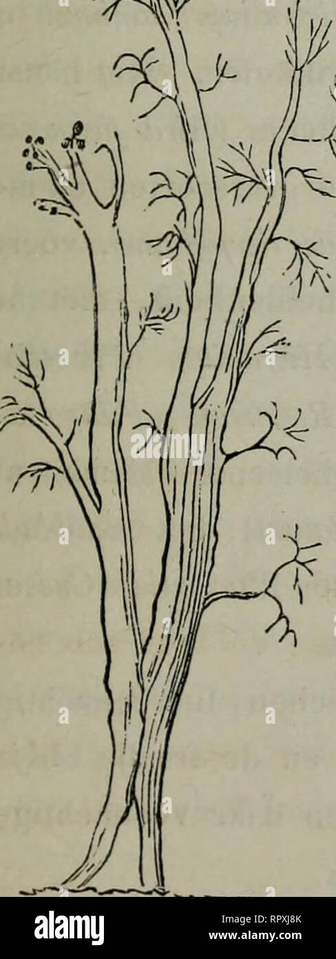 . Album der Natuur. ZANDGRONDEN EN ZANDVERSTUIVINGEN IN NEDERLAND. 25 [Pinus Strobus), die hier bijzonder welig groeit, doch waaromtrent het jammer is, dat zijn hout zoo weinig waarde heeft; terwijl de Larix of Lorkenboom, die zulk uitmuntend werkhout levert, hier veelal zeer slecht wast, blijkbaar aan de talrijke mossen {Evernia prunastri, Parmelia physodes en andere Korstmossen), waarmede hij op vele plaatsen geheel als behangen is. — Kan dit ook veroorzaakt zijn door eene minder diepe bewerking van den bodem, daar een diepe grond voor de Larix inzonderheid noodzakelijk is? De andere hier aa Stock Photo