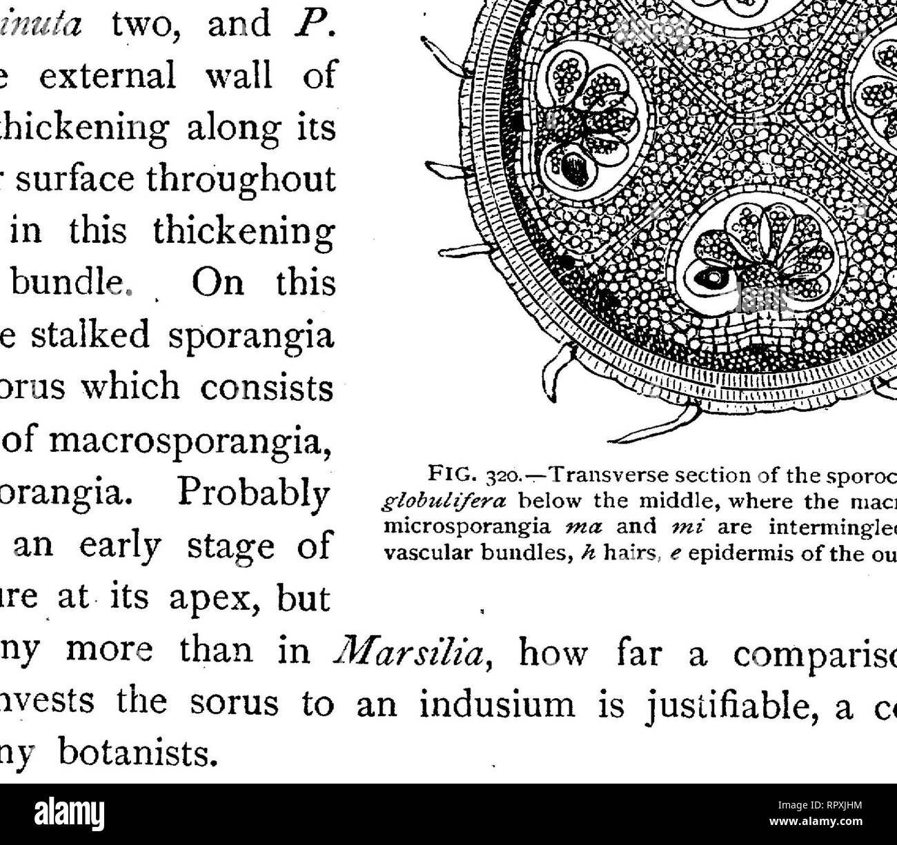 . Text-book of botany, morphological and physiological. Botany. 456 VASCULAR CRYPTOGAMS, The development of the sporangium begins with the outgrowth of one of the superficial cells of the placenta which bears the sorus. The subsequent divisions are the same as those above described with reference to Salvinia, so that here also the sporangium is soon elevated on a stalk and consists of a wall of a single layer of cells and of a tetrahedral central cell or archesporium (Fig. 322, I-IIT). From this a tapetum is cut off by four septa parallel to its sides, which, as in the Salviniaceae and in the  Stock Photo