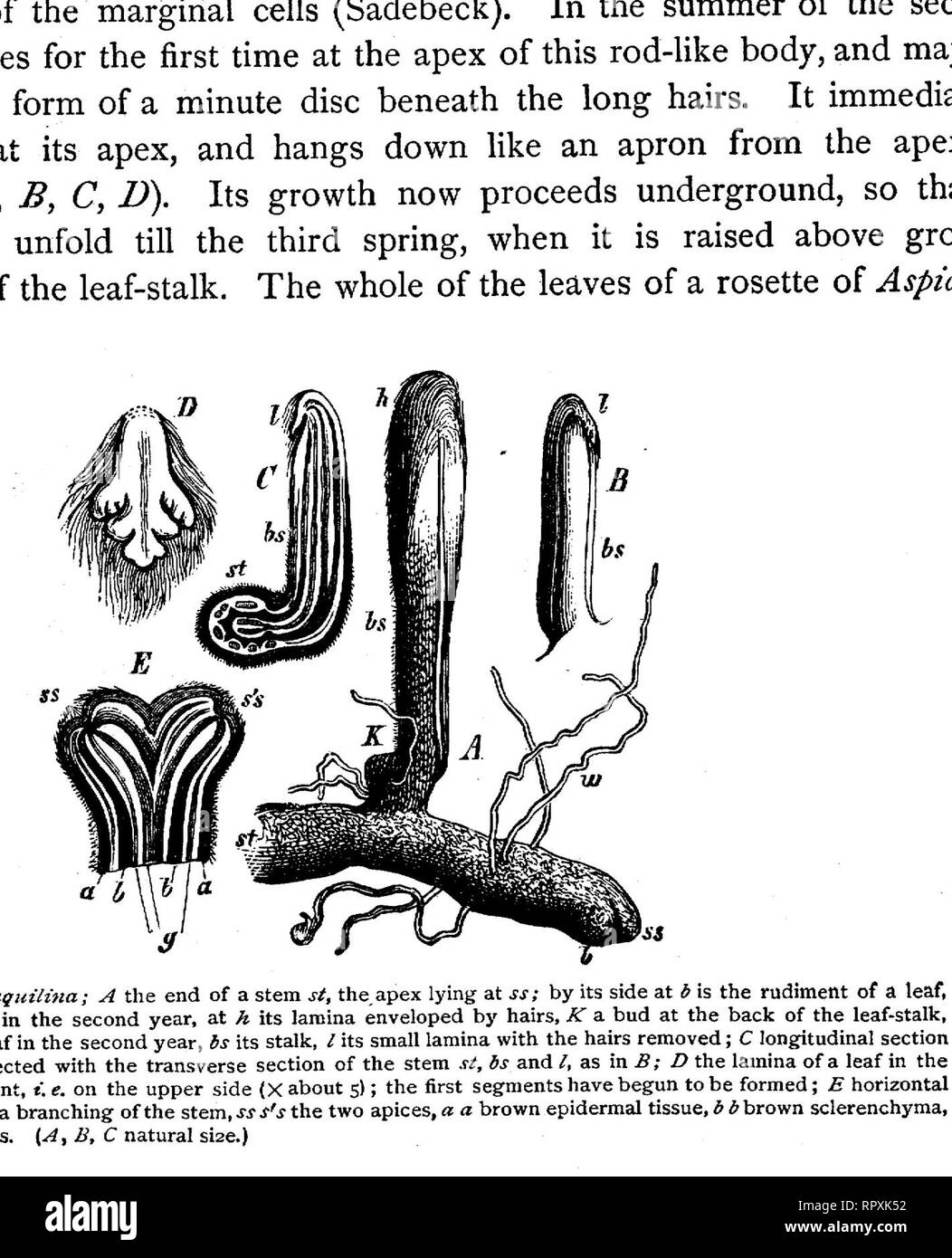 . Text-book of botany, morphological and physiological. Botany. 432 VASCULAR CRYPTOGAMS, apparently extend over many years (see Braun, 'Rejuvenescence/ p. 123). Ac- cording to Mettenius, the lamina of some Hymenophyllaceae is capable of unlimited development, and is annually renewed. In Lygodium the primary branches of the lamina remain also in a bud-like condition at the end after the formation of each pair of pinnae of the second order, while the rachis of the leaf grows without limit and resembles a twining stem.. FIG. 302.—Aspidiwm Filix-mas; A longitudinal section through the end of a ste Stock Photo