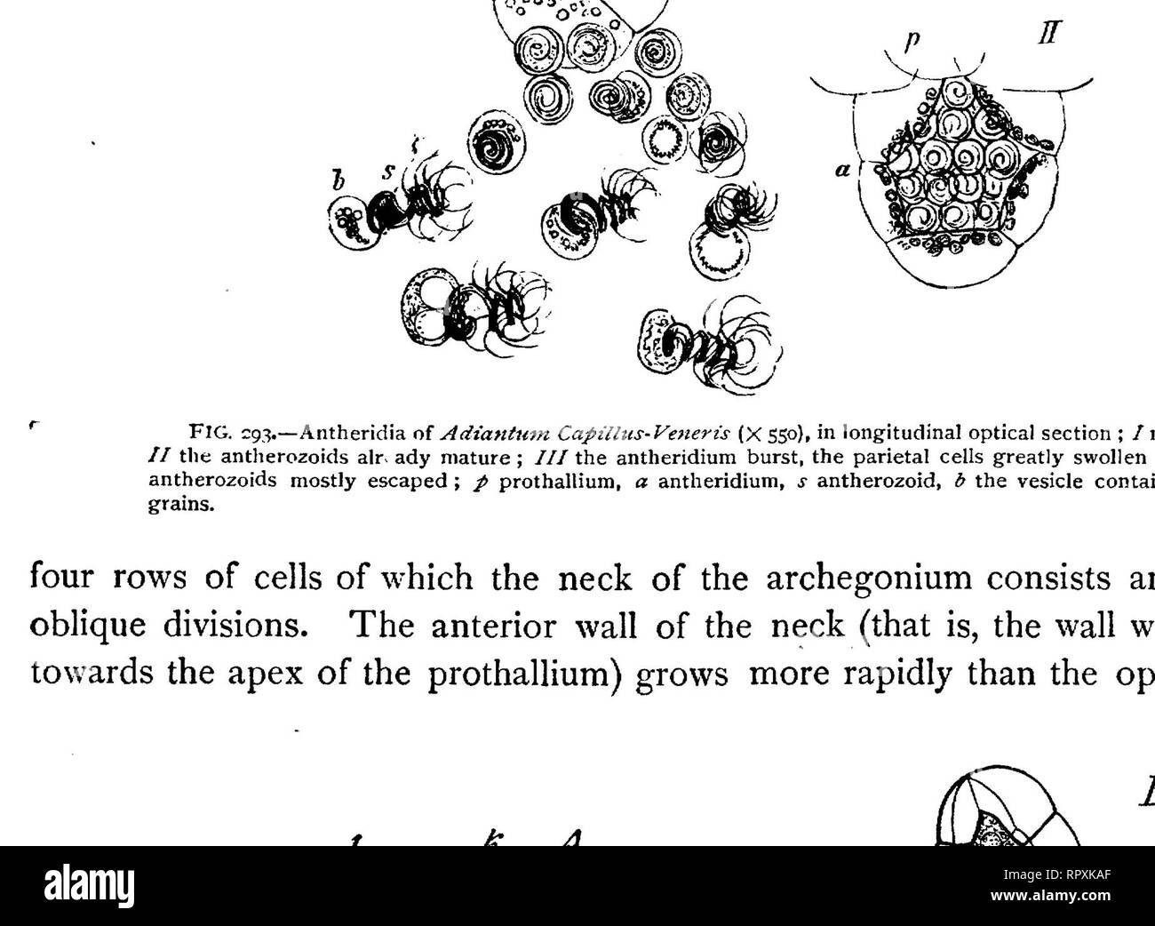 . Text-book of botany, morphological and physiological. Botany. FILICINEM. 4*5 then cut off by a transverse septum and forms the single canal-cell of the neck, which elongates with the growth of the neck and fills its cavity. According to Strasburger a tendency to division, which however does not actually take place, is indicated (Eig. 294, B) by the appearance in the neck-cell of several nuclei, a view which is opposed by Janczewski. According to the latter observer the large central- cell divides into an upper small cell, the ventral canal-cell (Fig. 295, B, s), and into a lower much larger  Stock Photo