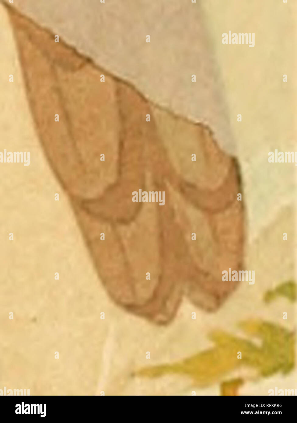 Murupi High Resolution Stock Photography And Images Alamy