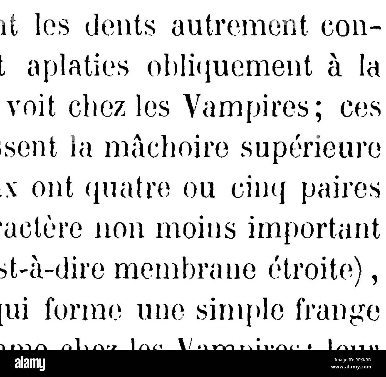 . Histoire naturelle des mammifères, avec l'indication de leurs moeurs, et de leurs rapports avec les arts, le commerce et l'agriculture;. Mammals. 198 ORDRE DES CHEIROPTERES,. nasale est composée de deux parties, l'une en fer de lance peu aigu, l'autre basilaîre à peu près en fer à cheval; son pelage est brun fauve et il a un arc. blanchâtre au-dessus des yeux; son envergure est de 0,45 à 0,50. On trouve ce Cheiroptère à Cuba, à Haïti, à la Jamaïque et, sur le continent américain, clans la Guyane ainsi qu'au Rrésil. Palisso! de Reauvais avait constaté, pendant son séjour à Saint-Domingue, que Stock Photo