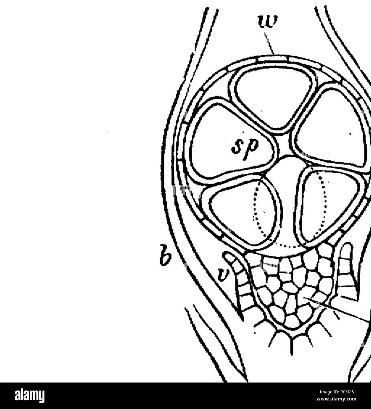 . Text-book of botany, morphological and physiological. Botany. FIG ...