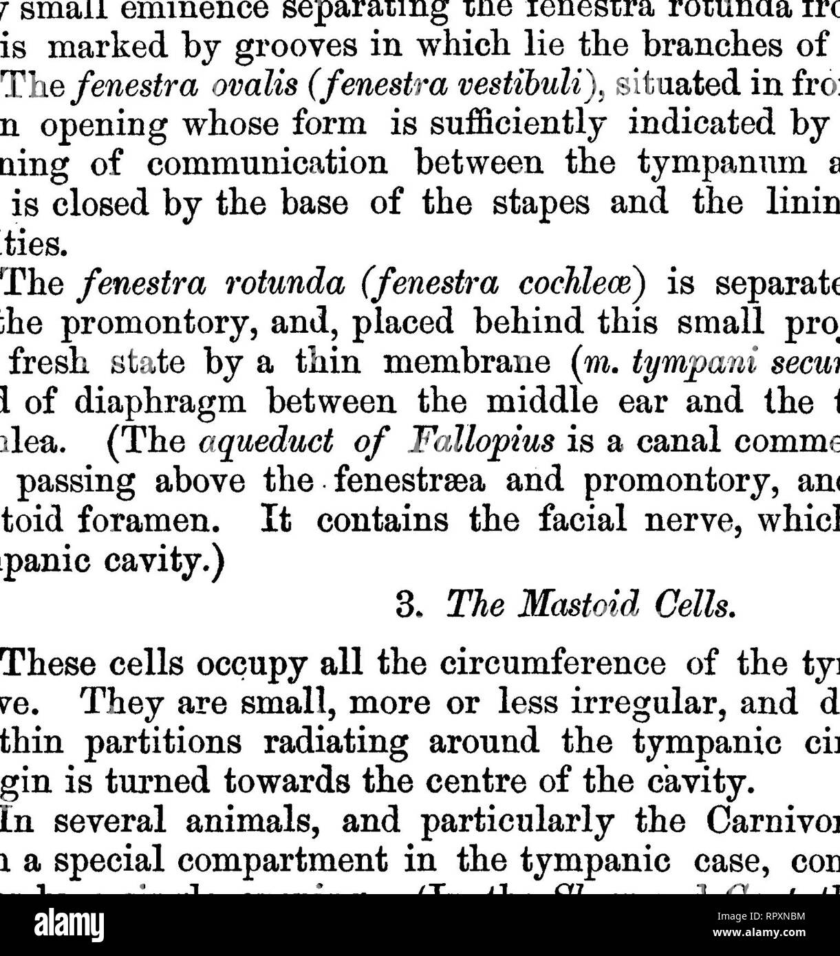 Stirrup Bone High Resolution Stock Photography and Images - Alamy