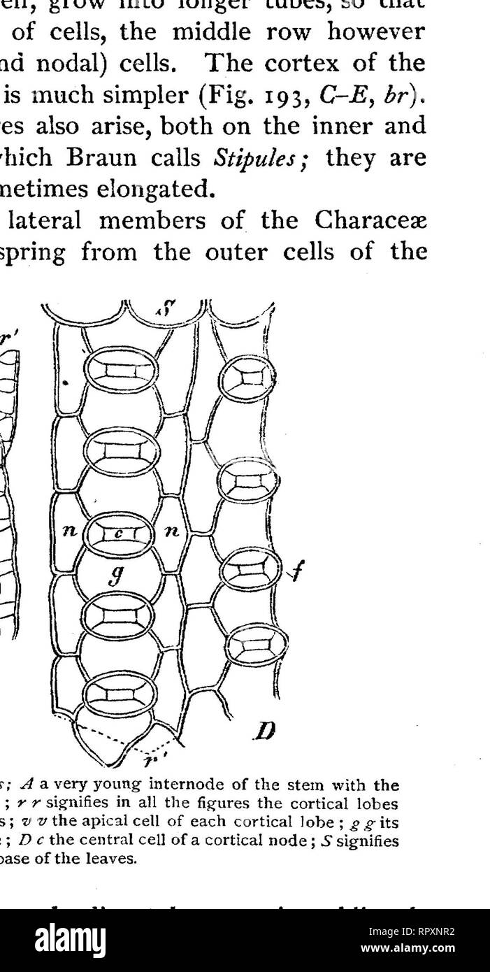 Text Book Of Botany Morphological And Physiological Botany Fig 195 Rhizoids Of Chara Fraguis A End In Process Of Development B Amp Joint The Lower Part Of The Upper Cell Is Branching After