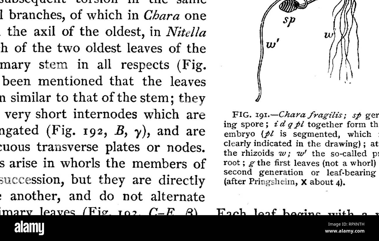 . Text-book of botany, morphological and physiological. Botany. FIG ...