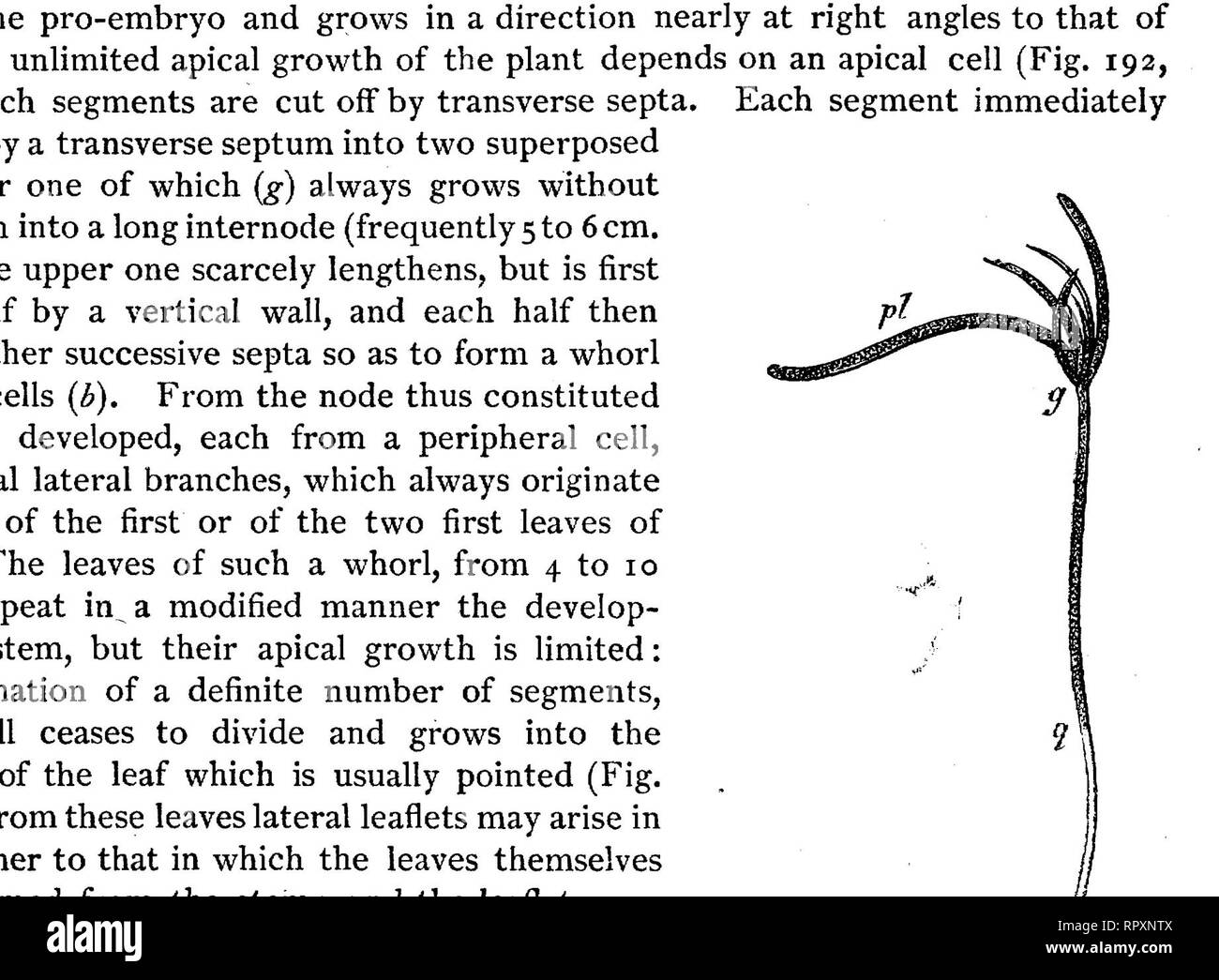 . Text-book of botany, morphological and physiological. Botany. 294 THALLOPHFTES. is wanting in Nitella. From the basal node of each leaf one distinct cortical lobe runs downwards, and one upwards1 (Fig. 192, r, r, r&quot;, and Fig. 194). In the middle of each internode therefore as many descending cortical lobes as there are. FIG. 192.—Longitudinal section through a bud of Ckara Jragiiis ; in A the contents of the cells have been left out; in B the fine-grained substance is protoplasm, the larger granules are chlorophyll; the formation of vacuoles is shown ; in C the contents of the cells hav Stock Photo