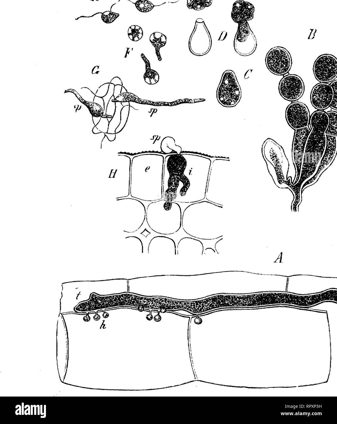 . Textbook of botany, morphological and physiological. Botany