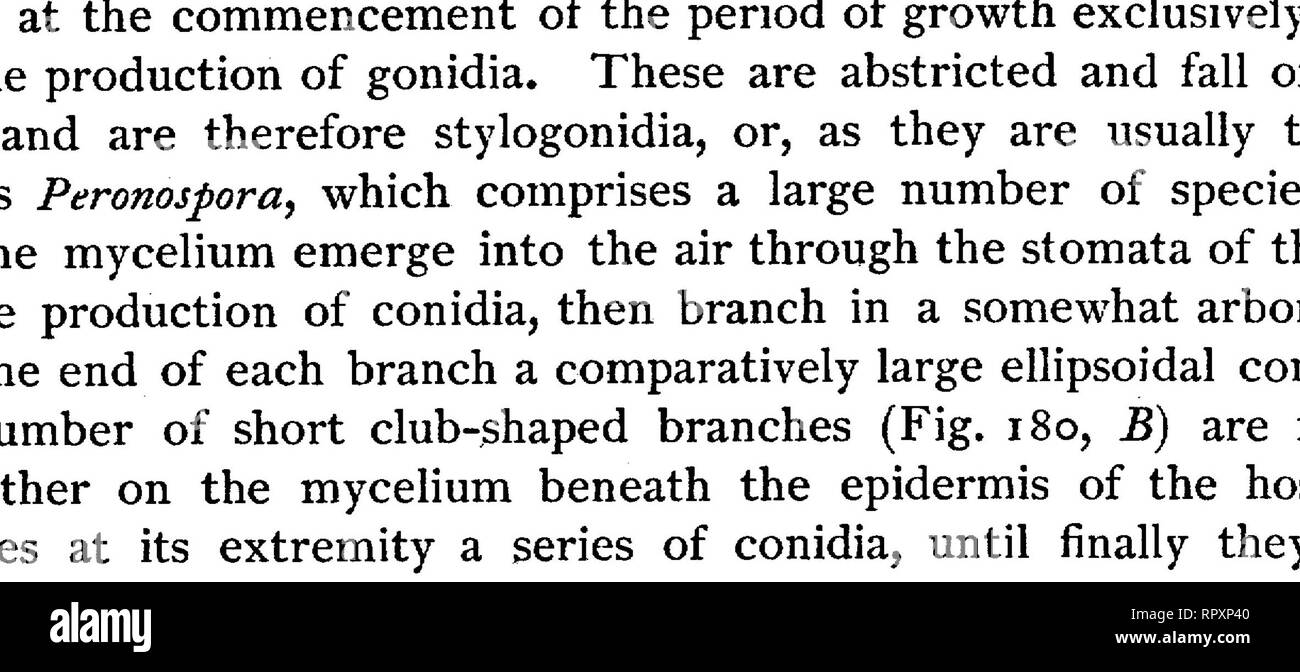 . Text-book of botany, morphological and physiological. Botany. ^tnnz. FIG. 180.—Cystopus candidus. A branch of the mycelium growing at the apex t with haustoria h between the paren- chymatous cells of Lepidium sativum; B conidia-bearing branch of the mycelium; C, D, E formation of zoogonidia from the conidia; .F zoogonidia germinating; G a zoogonidium germinating on a stoma; H zoogonidium of Peronospora infestans penetrating through the epidermis of a potato-stem (after De Bary, x 400). and thus find their way^at once into the intercellular spaces. When the mycelium has once obtained a footin Stock Photo