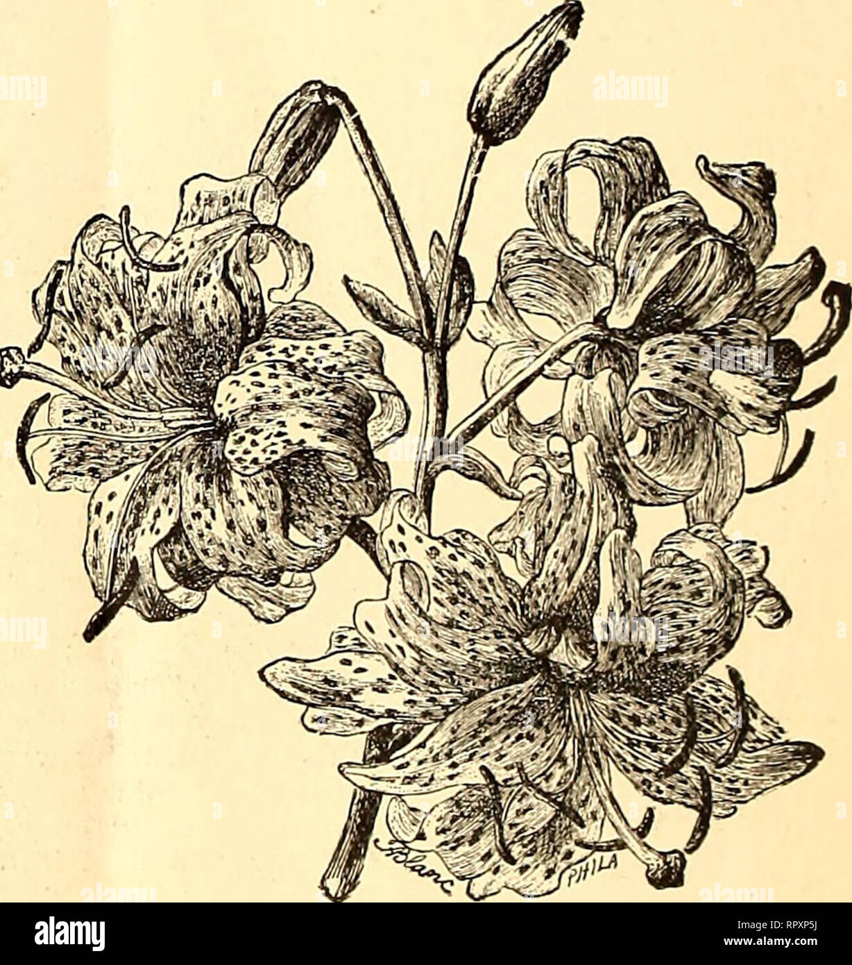 . Albertson & Hobbs' Bridgeport Nursery catalogue, spring 1887 new fruits and flowers. Nursery