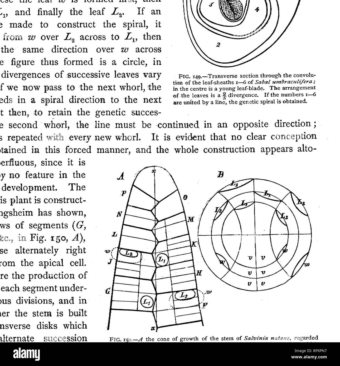 . Text-book of botany, morphological and physiological. Botany. 192 MORPHOLOGY OF MEMBERS. row. Nodal cells occupying clearly-defined positions produce the leaves in the order stated. This development furnishes no evidence that the leaves are formed in spiral succession; the bilateral structure of the stem shows rather that a spiral construction is in this case altogether inadmissible. The same may be shown to be the case in Marsilea, where the creeping stem bears on its upper side two rows of leaves, while the under side forms roots; the leaves borne on the upper side may in this case be unit Stock Photo