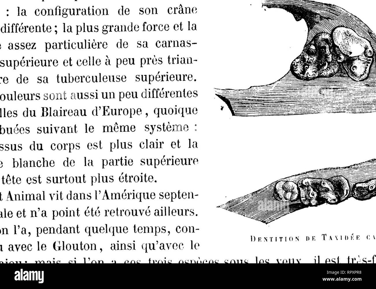 . Histoire naturelle des mammifères, avec l'indication de leurs moeurs, et de leurs rapports avec les arts, le commerce et l'agriculture;. Mammals. FAMILLE DES MUSTELIDES. 105. A R i: T O N Y  B A M - S  l H , I ;('» (](&gt; ftr.'HVJ. L'Arctonyx bali-saur (Arctonyx collaris, F. Cuvier) n'a encore été vu que par un petit nombre d'observateurs. Il tient dans la Faune indienne la même place que le Blaireau dans celle de l'Europe et du nord de l'Asie. Genre HÉLIGTE (Heïictis, Gray). Il existe dans les parties méridionales de l'Asie un petit genre de Mustélidés à peu près plantigrades, comme le B Stock Photo