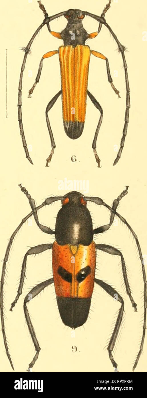 . Aid to the identification of insects. Insects. ] . EryLnrestKes Bowingn, Fascoe, Jciu^ri. of Eva: .^ II, p.Sc. Hong Kong. 2. Isse punctata. Pascc&amp; , Jouryx'. of Erit.. 11, p. Z'I2 . Natal. 3. Biasmia guttata, Pcxsoo^, Jourrv. of Rrit.,. H, ^ V ^-&quot;^^ ? Nataj. 4.i£rerLia trigona, Pcusooe., Trans. Prut. Soc . Loyxd,.,IV, (1856),-p.Z47. Bra/.il. 5. HestKesis a.culiperxns,Fa^cveJran^.Erit.Soc-.lond.J.flS62j,p.556. Nev7 South.Wales. lo. Tritocosmia Digglesii. Fascoe., Trojis. Ent. Soo. Lond., V, [1853], p. 58. Que ens land. 7. Anastetha ranpila, Fascce,3vc.Erit. Soc. LonA., 0866)., p. 28 Stock Photo
