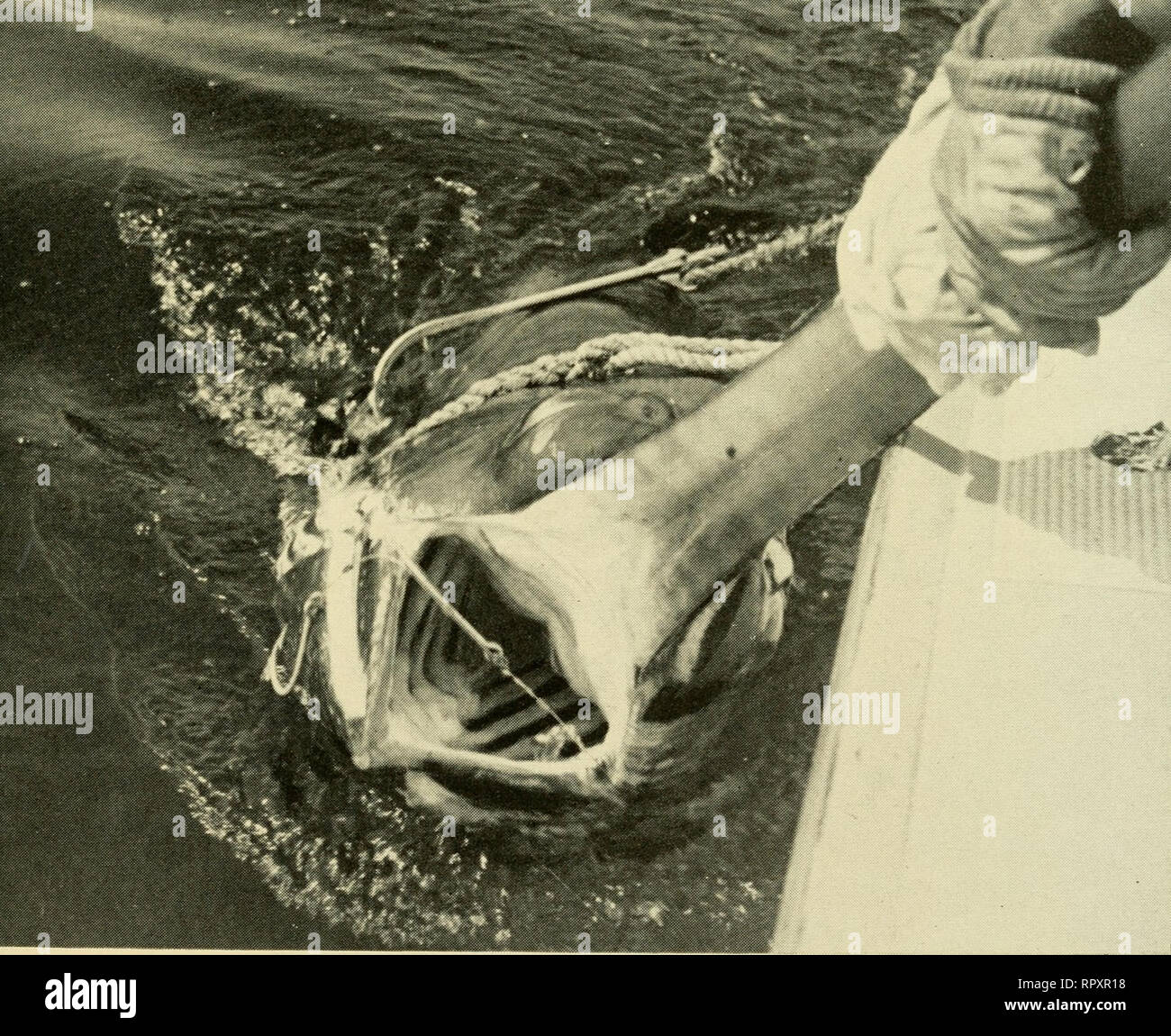 Albacora; the search for the giant broadbill. Swordfish; Marlin fishing.  Looking down the throat of a broadbill. Note the hook hang- ing loose (foul- hooked) and the gills inside the mouth. Please
