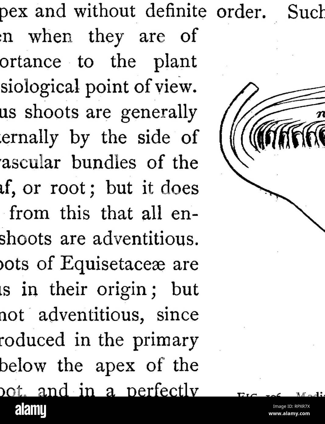 . Text-book of botany, morphological and physiological. Botany. 1J2, MORPHOLOGY OF MEMBERS. transformed into the sporogonium, a structure without leaves, roots, or branches, the sole function of which is the production of spores. A new Moss-plant is, on the contrary, constituted by the production of a leaf-bearing shoot from a branch of the alga-like Protonema, which branches, strikes root (by root- hairs), and is independently nourished. The shoot first produced, from which are developed the rest, is termed the Primary Shoot; it is often more strongly developed than its lateral shoots, as in  Stock Photo