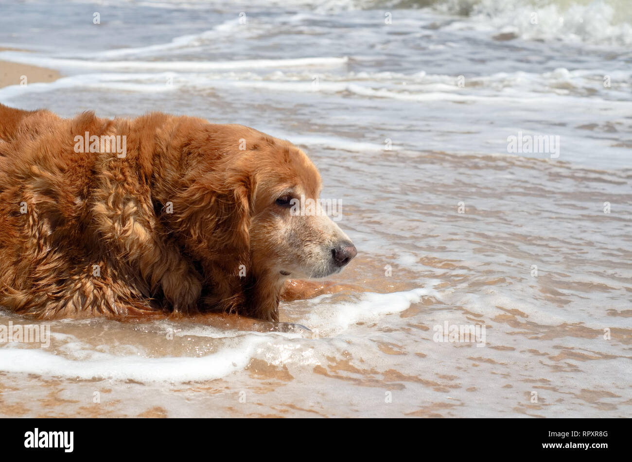 Side view close up picture of a Golden Retriever dog breed laying down on the beach and wave in summer Stock Photo