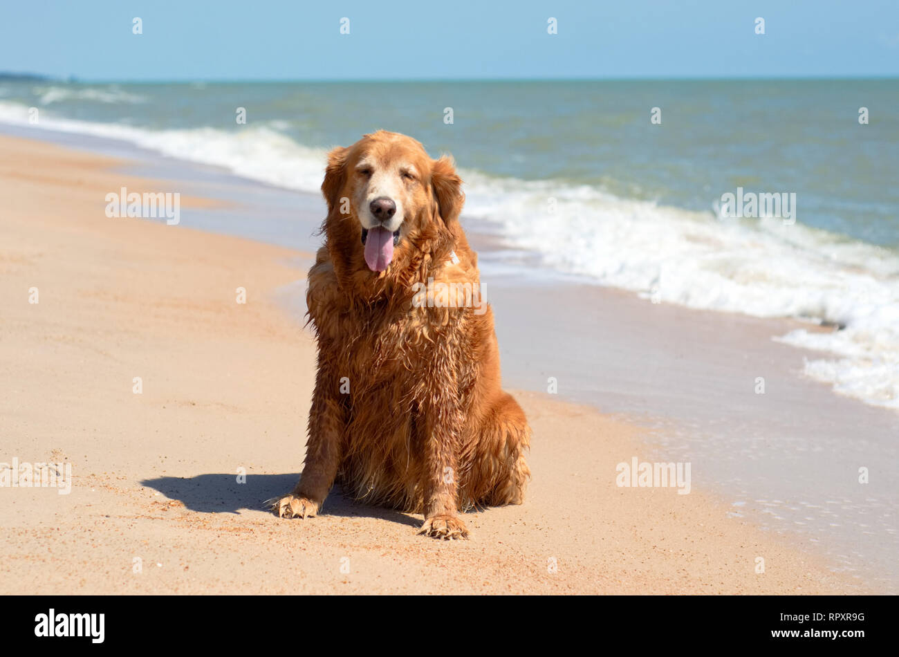 Front view close up picture of a Golden Retriever dog breed sitting on the beach and wave in summer Stock Photo