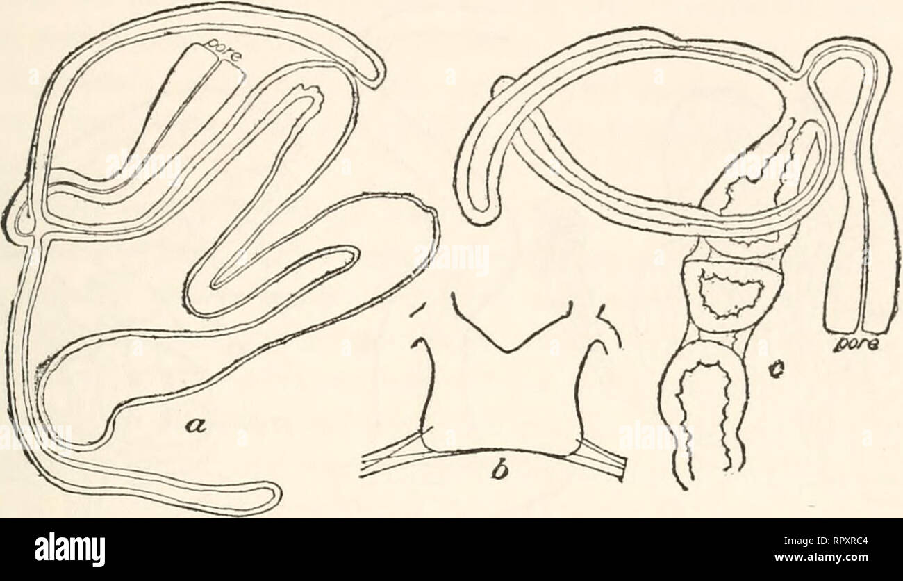 Intestine specimens hi res stock photography and images Alamy