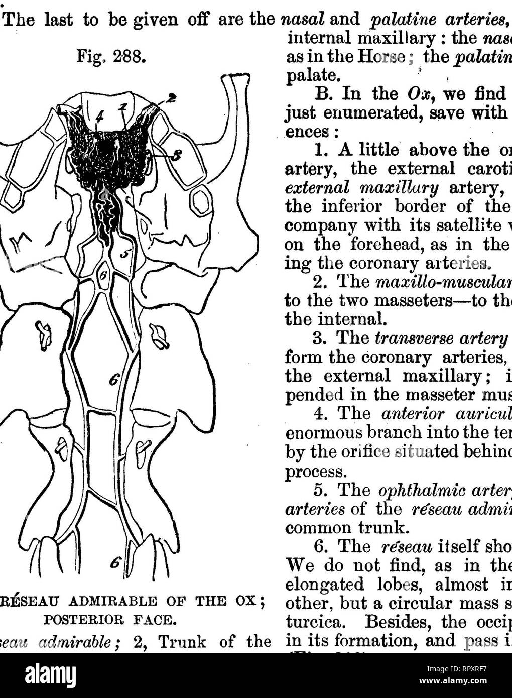 . The comparative anatomy of the domesticated animals. Veterinary anatomy. TEE COMMON CABOTID ARTERIES, 595 animals. The vessels in the arm of the sloth are so disposed that the animal can remain suspended by it for long periods, and a similar arrangement is noted in the legs of birds, such as the swan, goose, &amp;c., which stand for a long time. Around the Horse's foot tbe arteries break up into numerous divisions, and we know that this animal can remain in a standing attitude for months, and even years. The rete ophthalmicum of birds is arranged like the rete mirabile. The same object is so Stock Photo