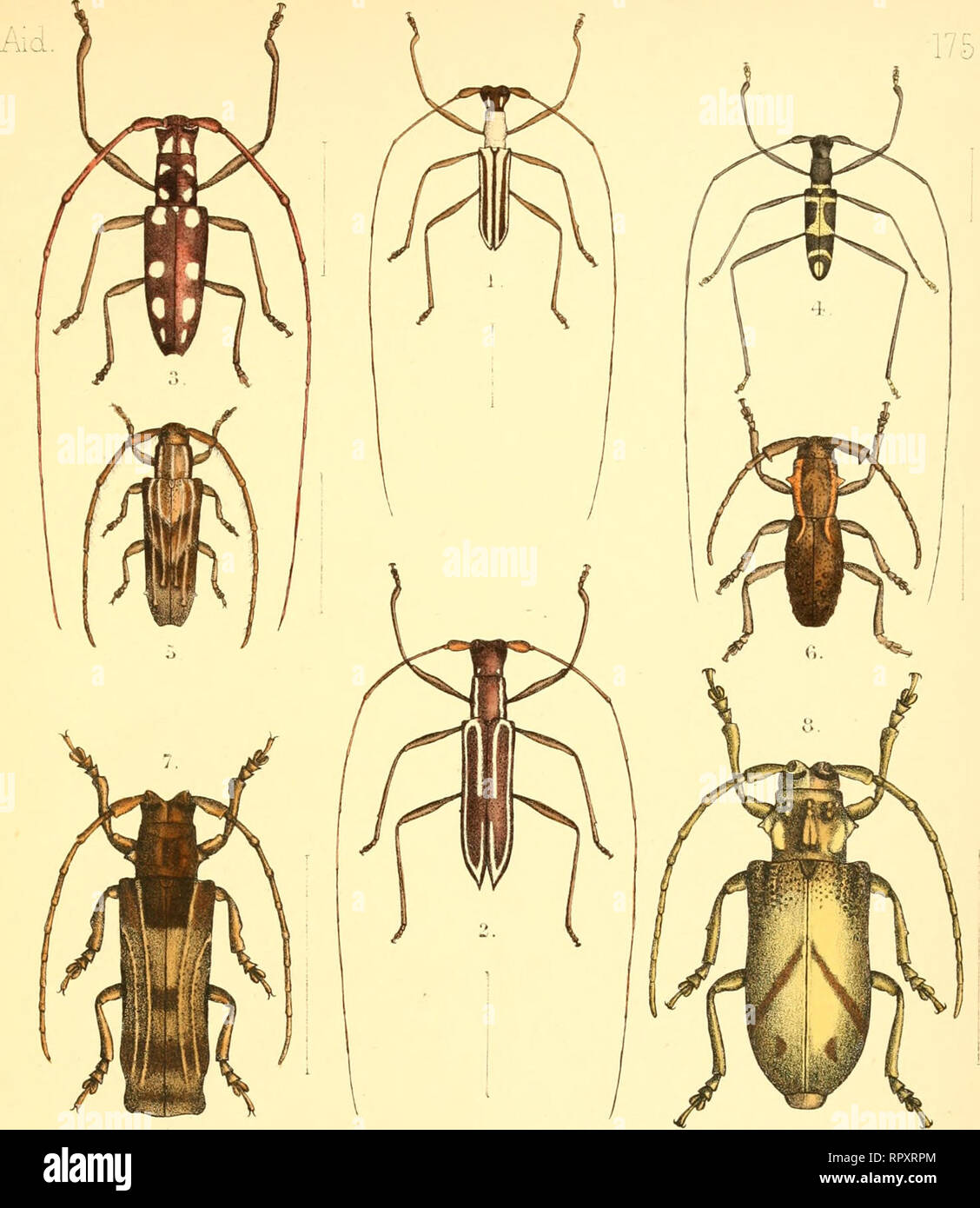 . Aid to the identification of insects. Insects. 1,2. CylindrepomusgpaTTiTnicus,cf,9,J?T77.-.&amp;J^ci^,yy&quot; //z'^t. V; [1860),j&gt;l2l Waigiou. S.Olenecamptus optatias, ?a&lt;sc£)e, Proc . 7,ool . Sec., (IS(66), p. 263. Penang. 4. CyhrLdrepoTTOJS laetus, Po^cc e , Trane. Ent. Joe. IV, (1868), V- 2/^^ ? Singapore. 6. Tanylairaa meian-ura,Pa6a)e^,Arm..&amp;. Mo^g.JV. Hist.IVII,(J836),p.244-. Madagascar- to.Anexodus aLqmlns,Feusooe., Artri. d.Mag. jY. Hust XVII, (1880), p 242. Bopneo /.Thylactus lori^i^erTas.Pa.r(x^&amp;,Jnn.&amp;-Ma^.Jr.IIh5t.JVII,(m'6)p.242 .YI Africa S.ChreosLes Ohevt} Stock Photo