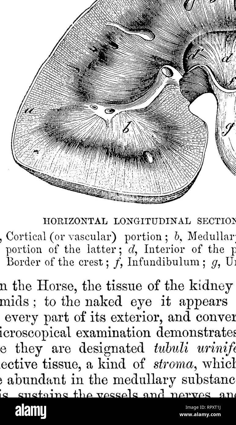 . The comparative anatomy of the domesticated animals. Veterinary anatomy. SECTION OP THE CORTICAL SUBSTANCE OF THE KIDNEY A, A, Tubuli nriniferi divided transversely, showing the spheroidal epithelium in their interior; B, Malpighian capsule; a, Its afferent branch of the renal artery; bf Its glomerulus of capillaries; c, c, Secreting plexus formed by its efferent vessels; d, d, Fibrous stroma. Fig. 250.. DIAGRAM OP THE COURSE OP THE URINIFEROUS TUBULE. a, Orifice of tubule at pelvic crest; 6, Recurrent branches which form loops, c, in the medullary portion of the kidney, and terminate in the Stock Photo