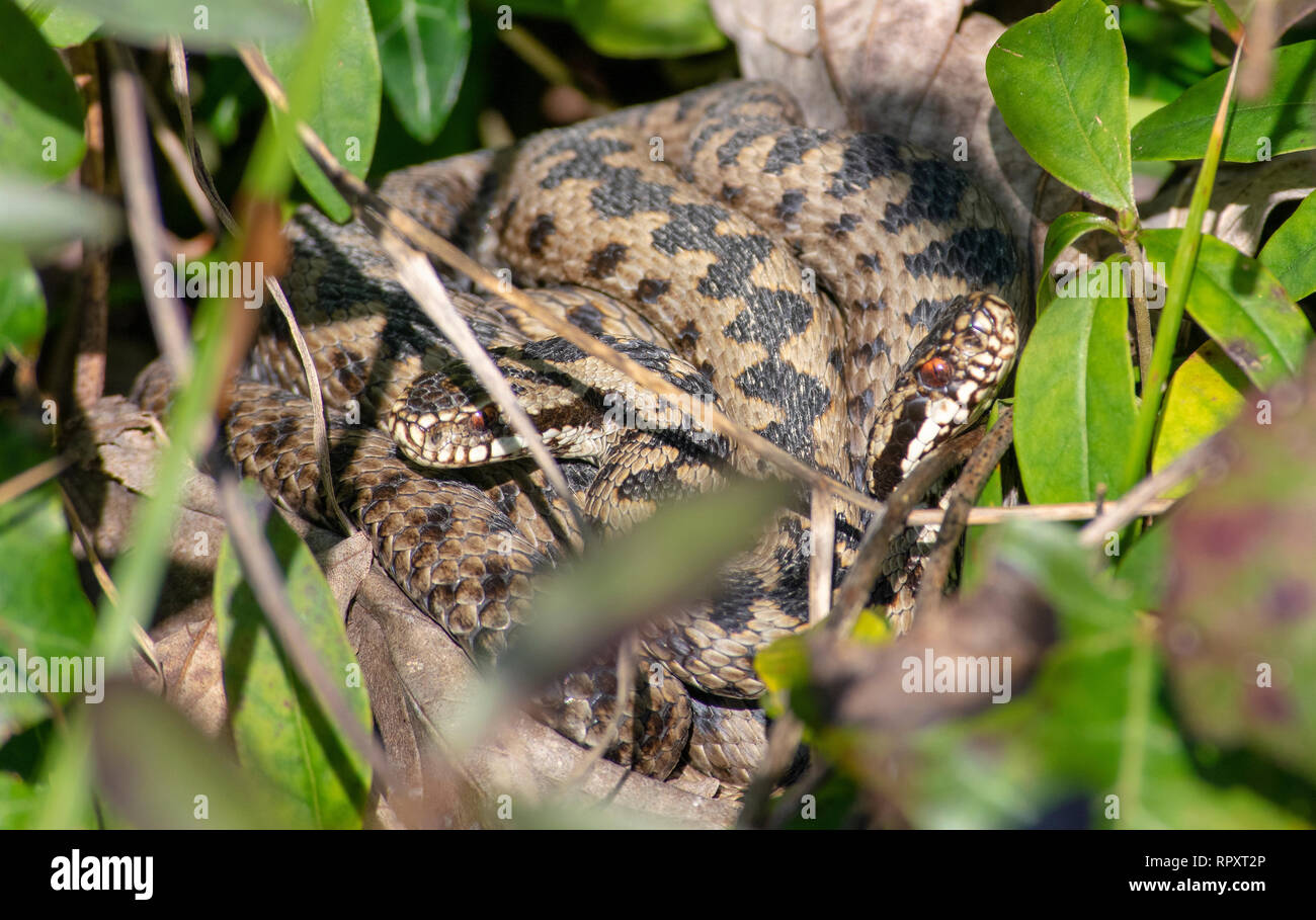 Two Adders Stock Photo