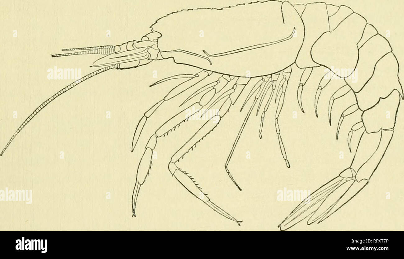 . Alaska ... Natural history; Scientific expeditions. ment of the abdomen; not carinated behind gastric tooth; outline much as in the preceding, as are also the eyes and antennae. Second to sixth abdominal segments inclusive carinate; telson very nearly as long as the sixth segment, less deeply notched than in Pasiphcea corteziana. The side view strongly resembles that of P. corteziana, from which the carinated ab- domen and shorter carapace without median carina at once distinguish it. Z'/wd-z/^/^^J.—Length of male67 mm.,length ^ ^ ^ ., ^. c &quot; Fig. 6. Pasi/&gt;ka:a affinis. Sta- of carap Stock Photo
