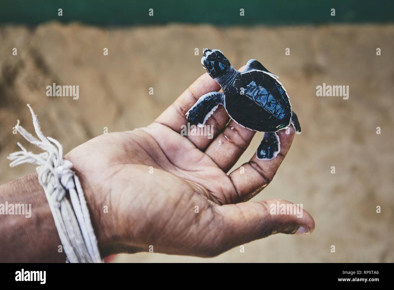 Rescue of one day old green turtle. Human hand holding newborn turtle in hatchery in Sri Lanka. Stock Photo