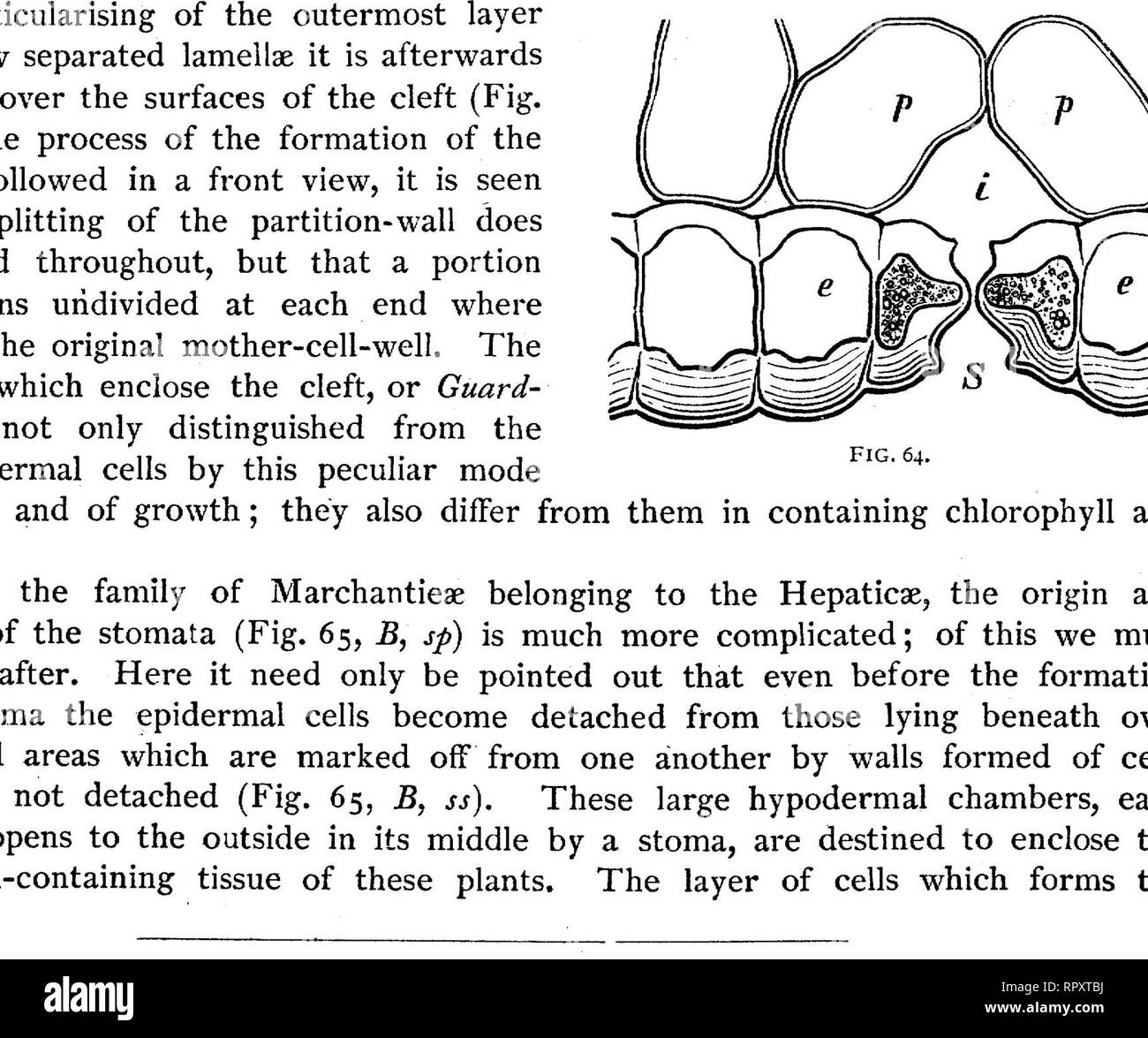 . Text-book of botany, morphological and physiological. Botany. FIG. 65.—Transverse section through the horizontal thallus of Marchantia polymorpha; A central part, furnished on the under side with the leaf-like appendages b, and the rhizoids h (x 30}; B marginal part of the thallus, more highly magnified; p colourless reticulately thickened parenchyma ; 0 epidermis of the upper side; ckl the cells containing chlorophyll; sp stoma; s partition-walls between the hypodermal chambers ; u lower epidermis with dark-coloured cell-walls.. FIG. 66.—Sap-conducting intercellular passages in the young st Stock Photo