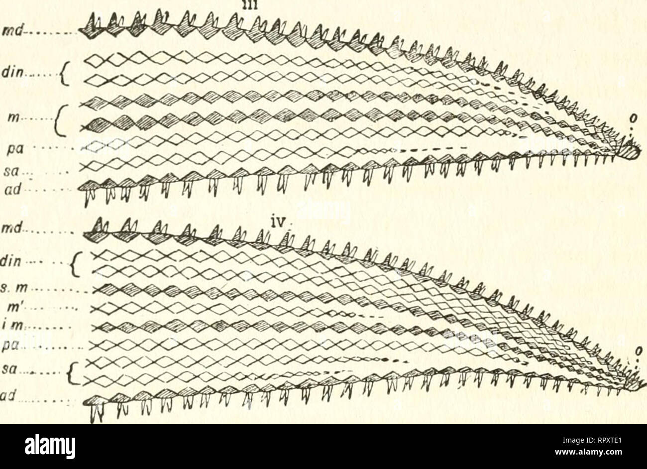 . Alaska. Natural history -- Alaska; Scientific expeditions; Alaska. f-f^^tttTtffTfTTttTtnrnrfm. Fig. I. Diagrams generalized to illustrate progressive ontogenetic and phylogenetic development of the plates and spines in the rays of starfishes (.Asteriidce). Lettering as follows; the primary rows are shaded: md. Median dorsal or carinal row. tn, Marginal rows, m', Intermarginal row. sm, Superomarginal row. im, Inferomarginal row. ad, Adambulacral row. din, Dorsal-inter- mediate, medio-latcral, or dorse-lateral rows, p or pa, Peractinal row of plates, sa, Sub- actinal rows. These and the peract Stock Photo